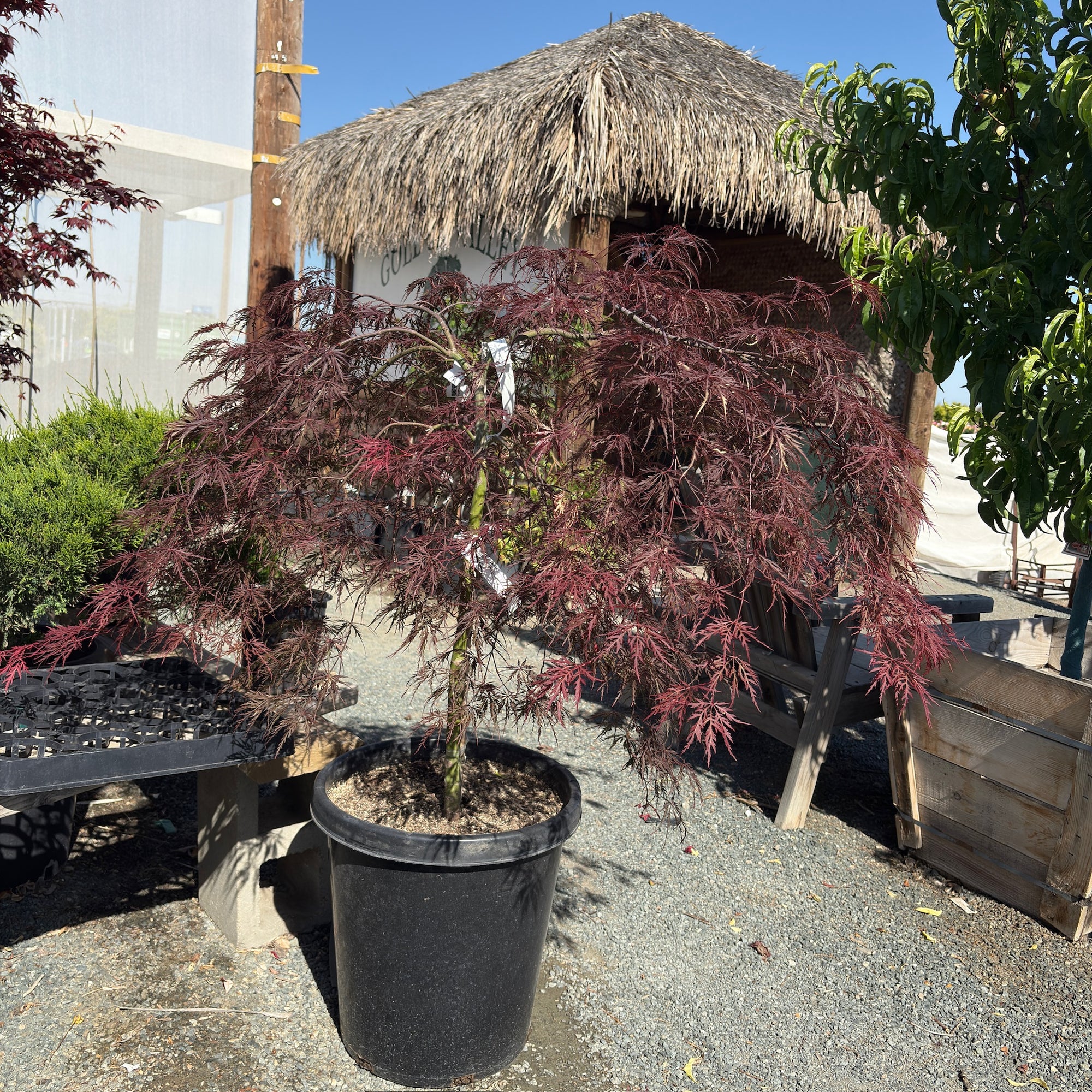 Crimson Queen Lace Japanese Maple