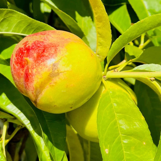 Nectarine Tree-Double Happiness Peach