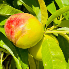 油桃树-红双喜黄油桃