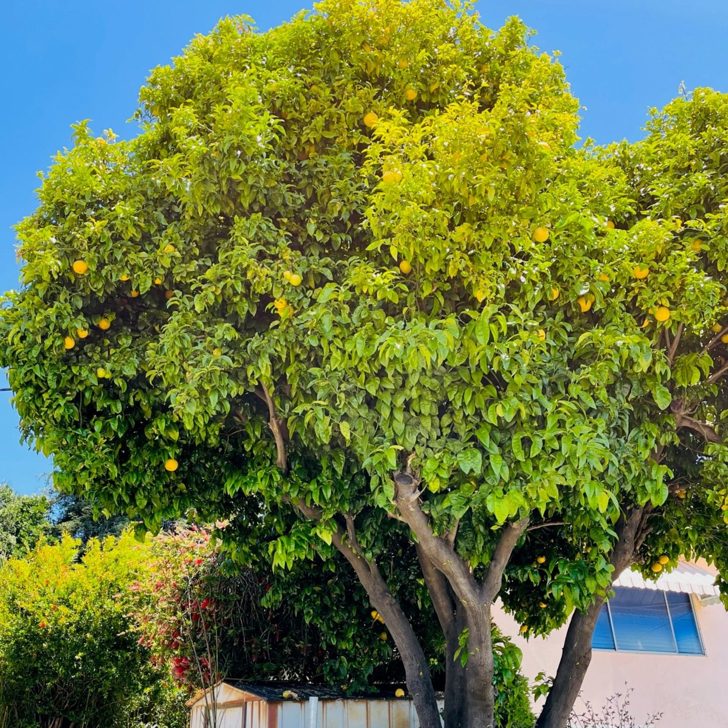 Citrus Tree-Kumquat