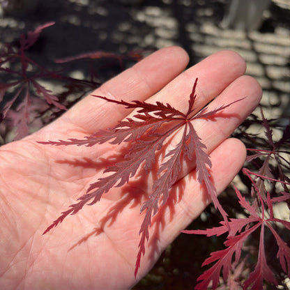 Red Dragon Laceleaf Japanese Maple