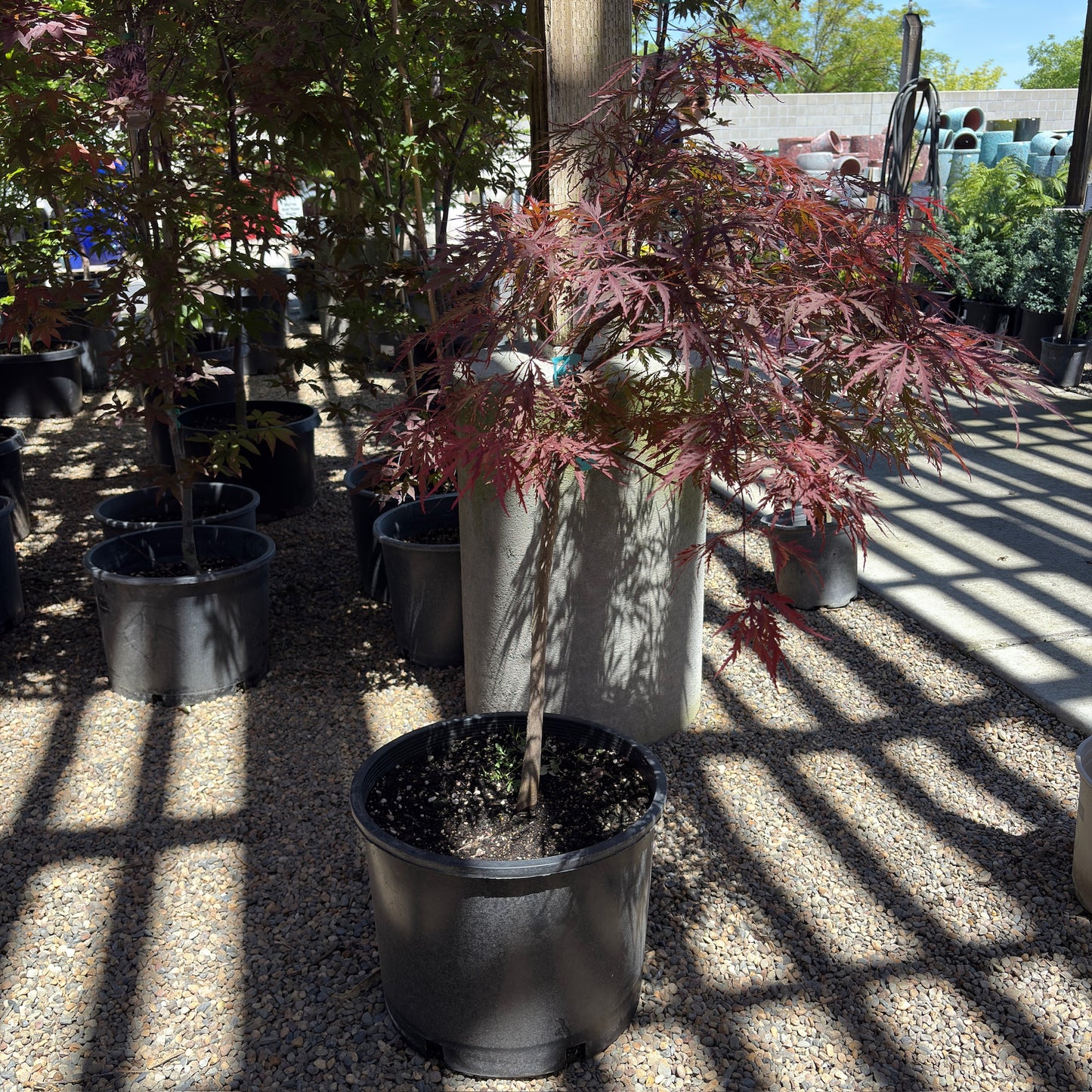 Red Dragon Laceleaf Japanese Maple
