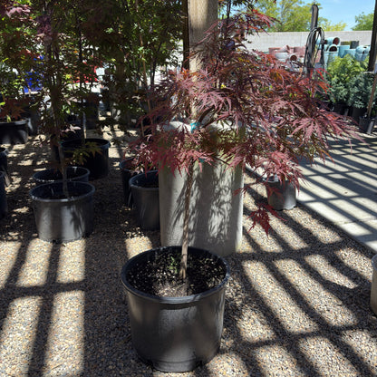 Red Dragon Laceleaf Japanese Maple