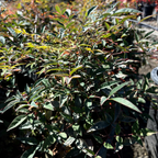 Obsession™ Nandina