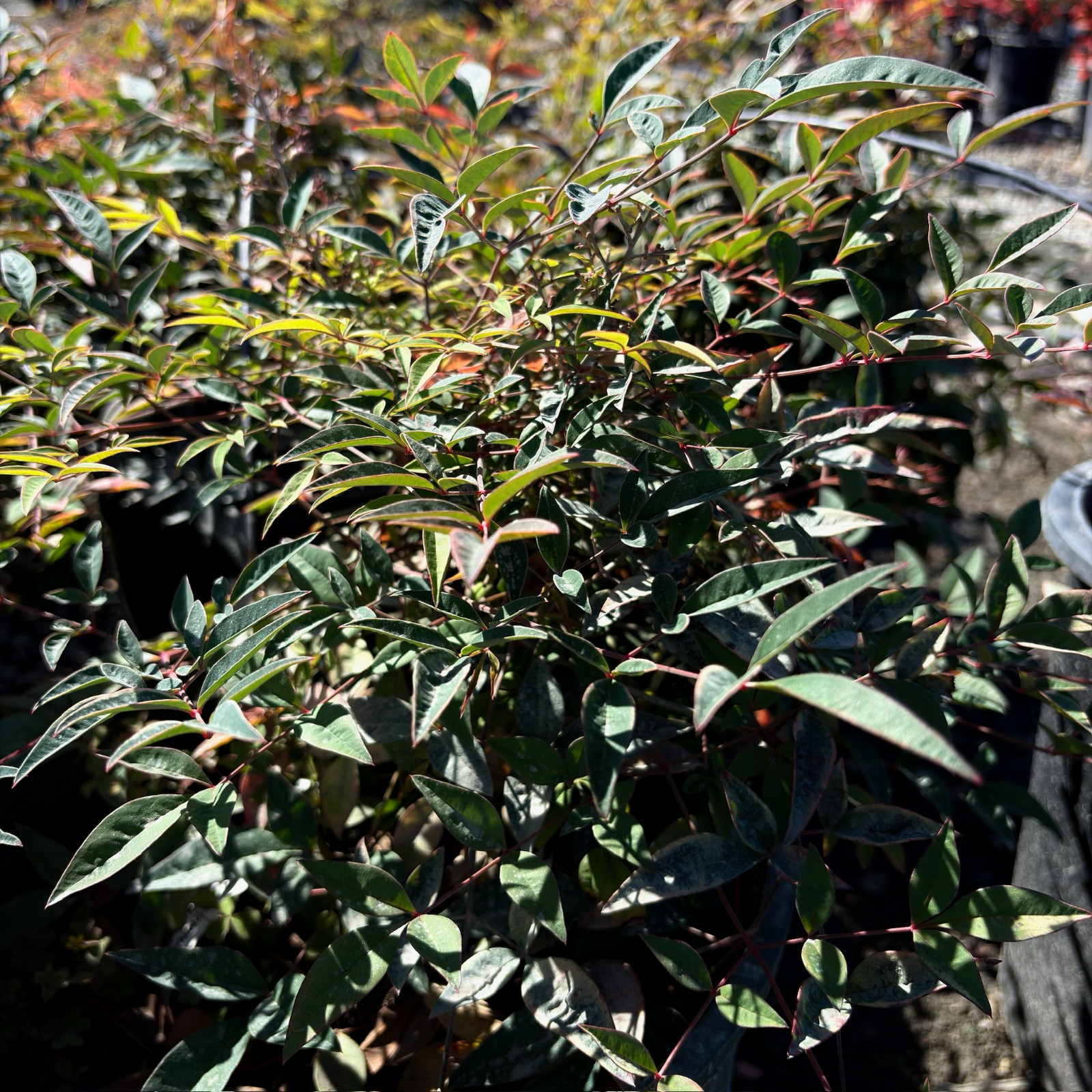 Obsession™ Nandina