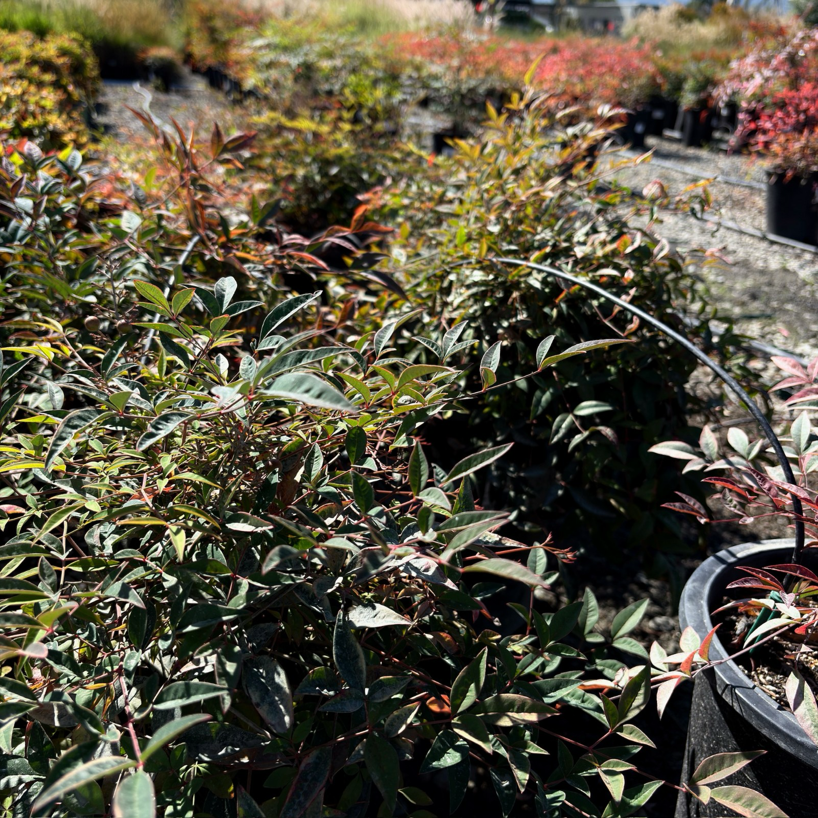 Obsession™ Nandina