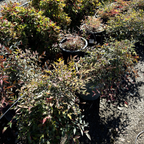 Obsession™ Nandina