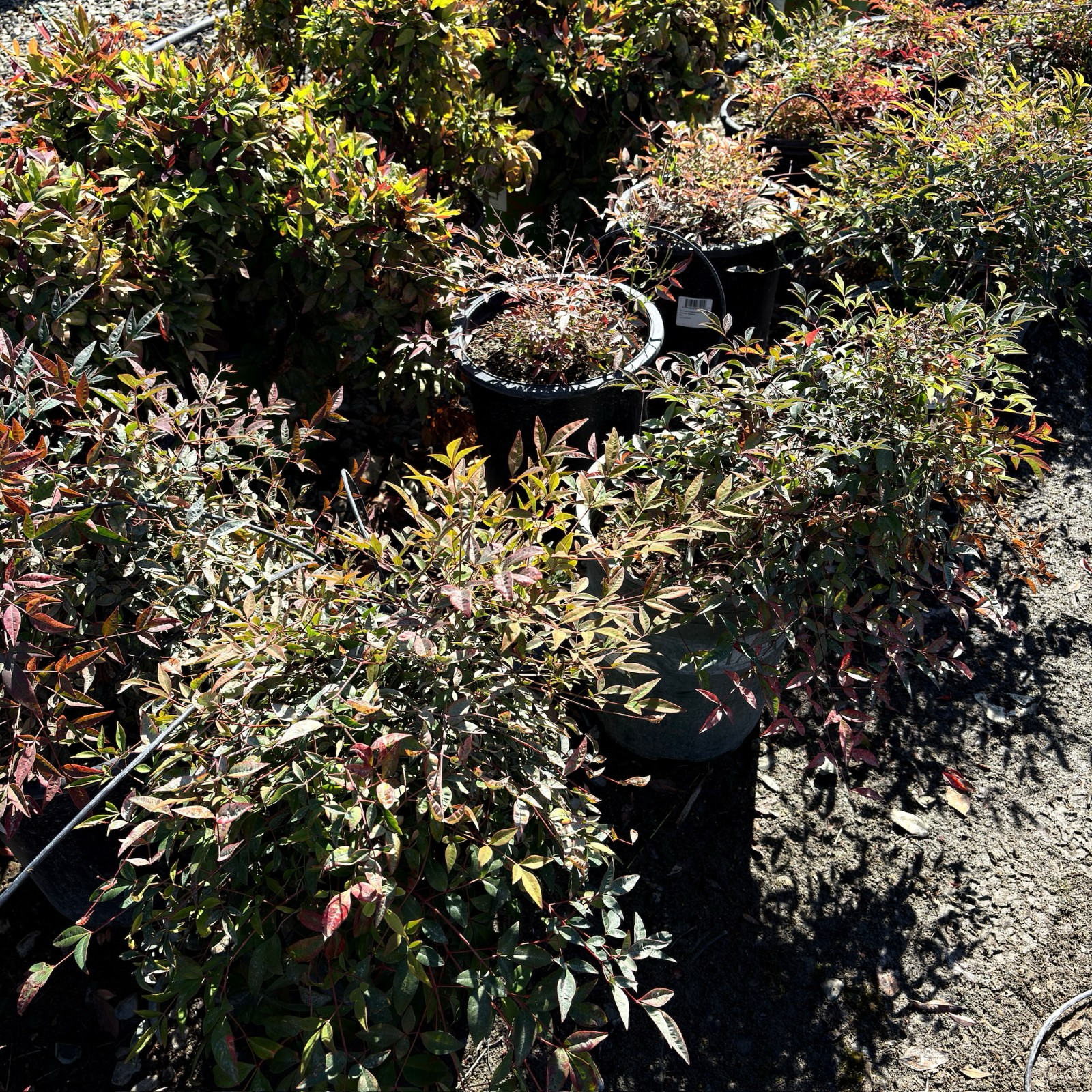 Obsession™ Nandina