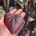 Forest Pansy Eastern Redbud