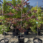 Forest Pansy Eastern Redbud