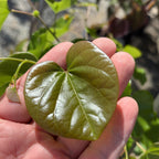 美国紫荆花