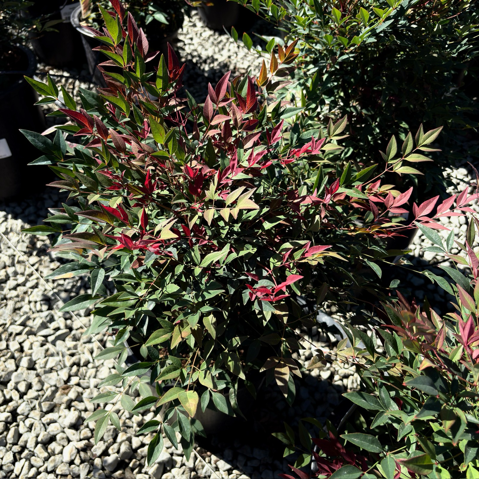 Obsession™ Nandina