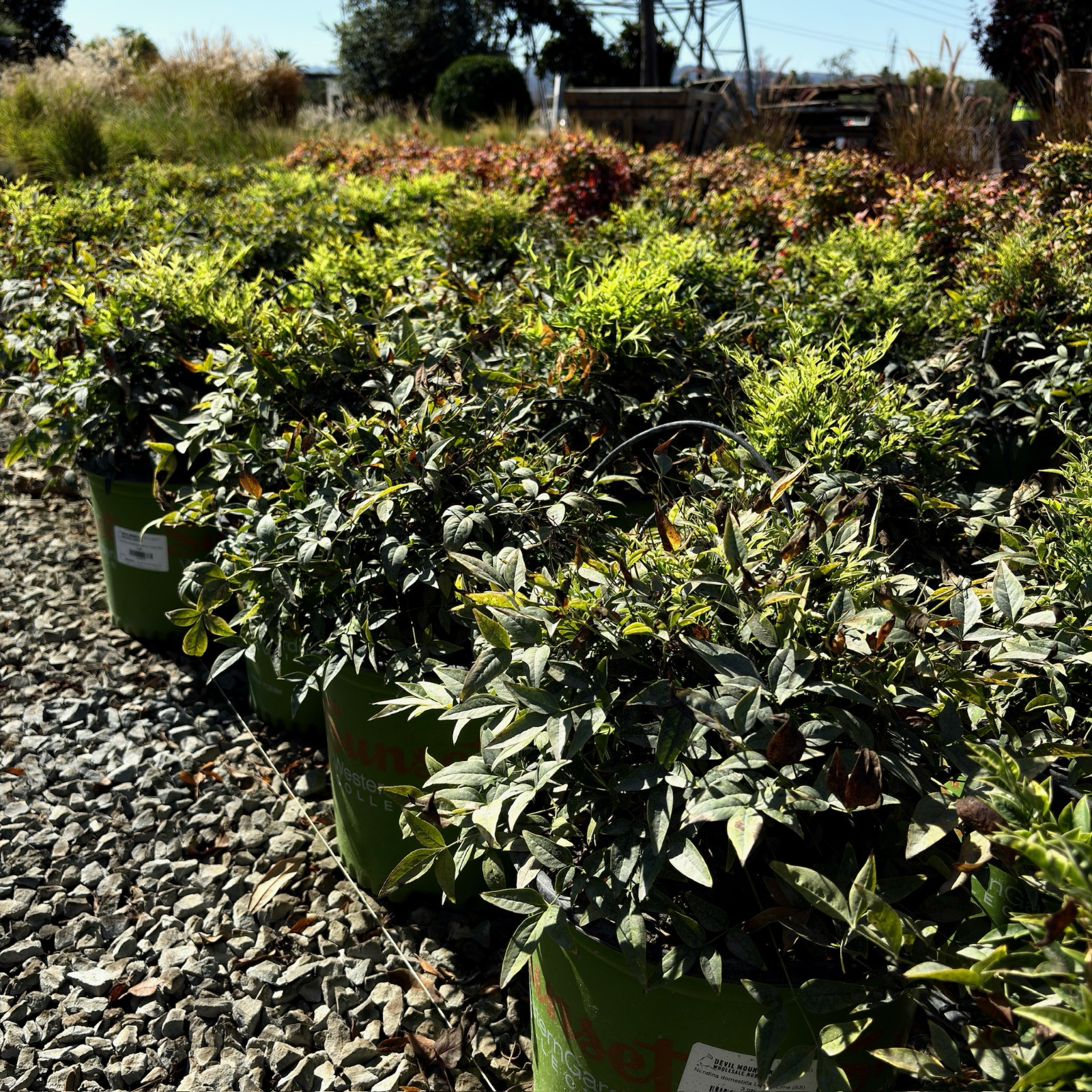 Lemon Lime Heavenly Bamboo