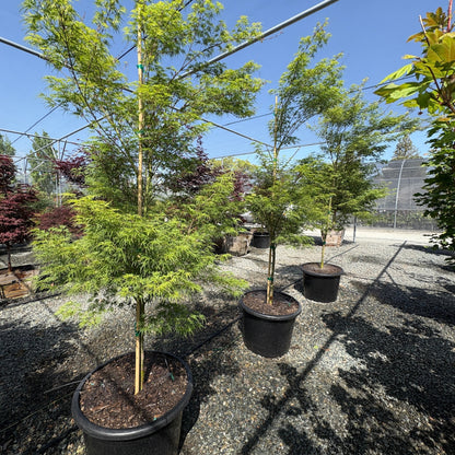 Seiryu Lace Japanese Maple