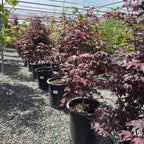 Red Japanese Maple
