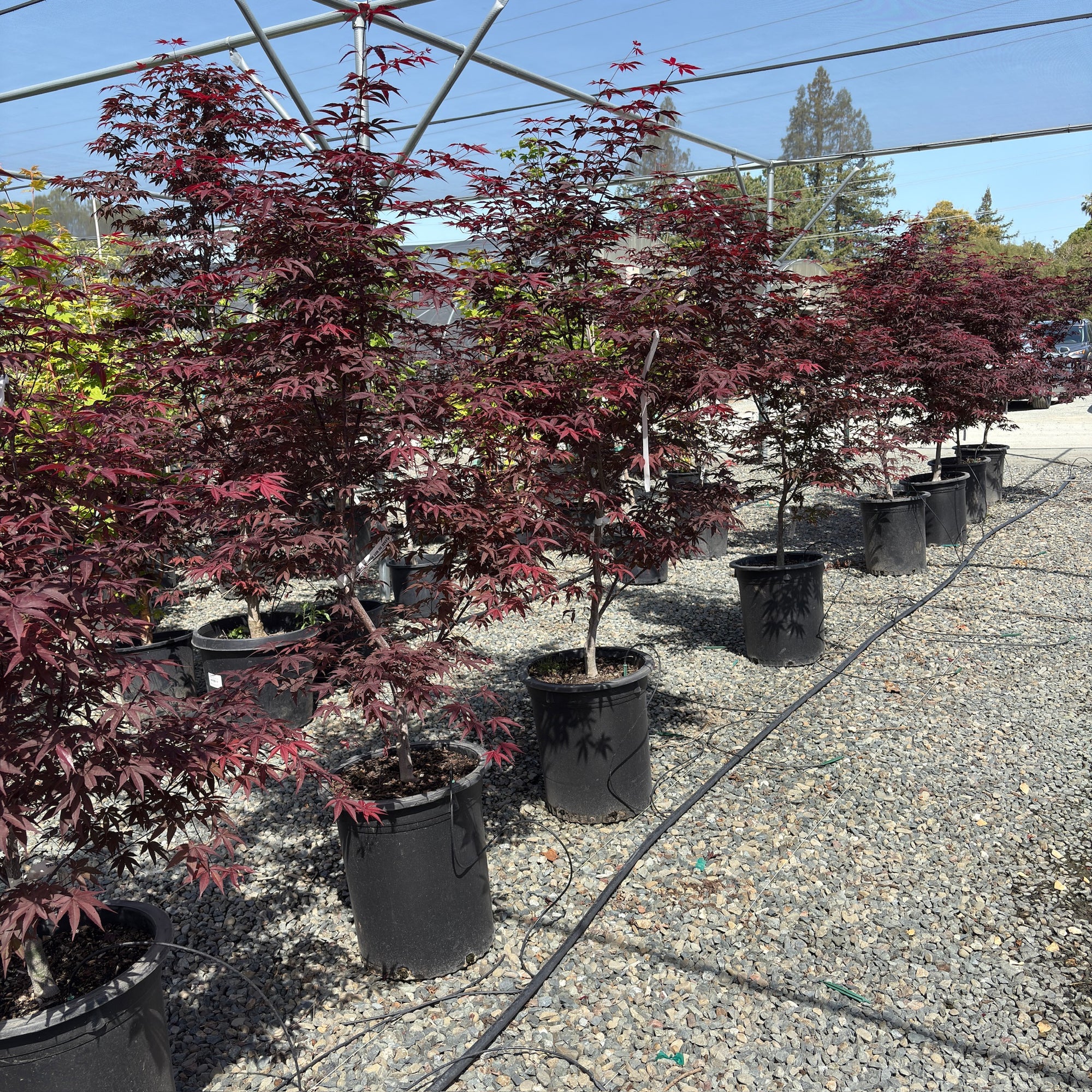 Emperor One Japanese Maple