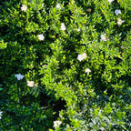 Traling  Gardenia