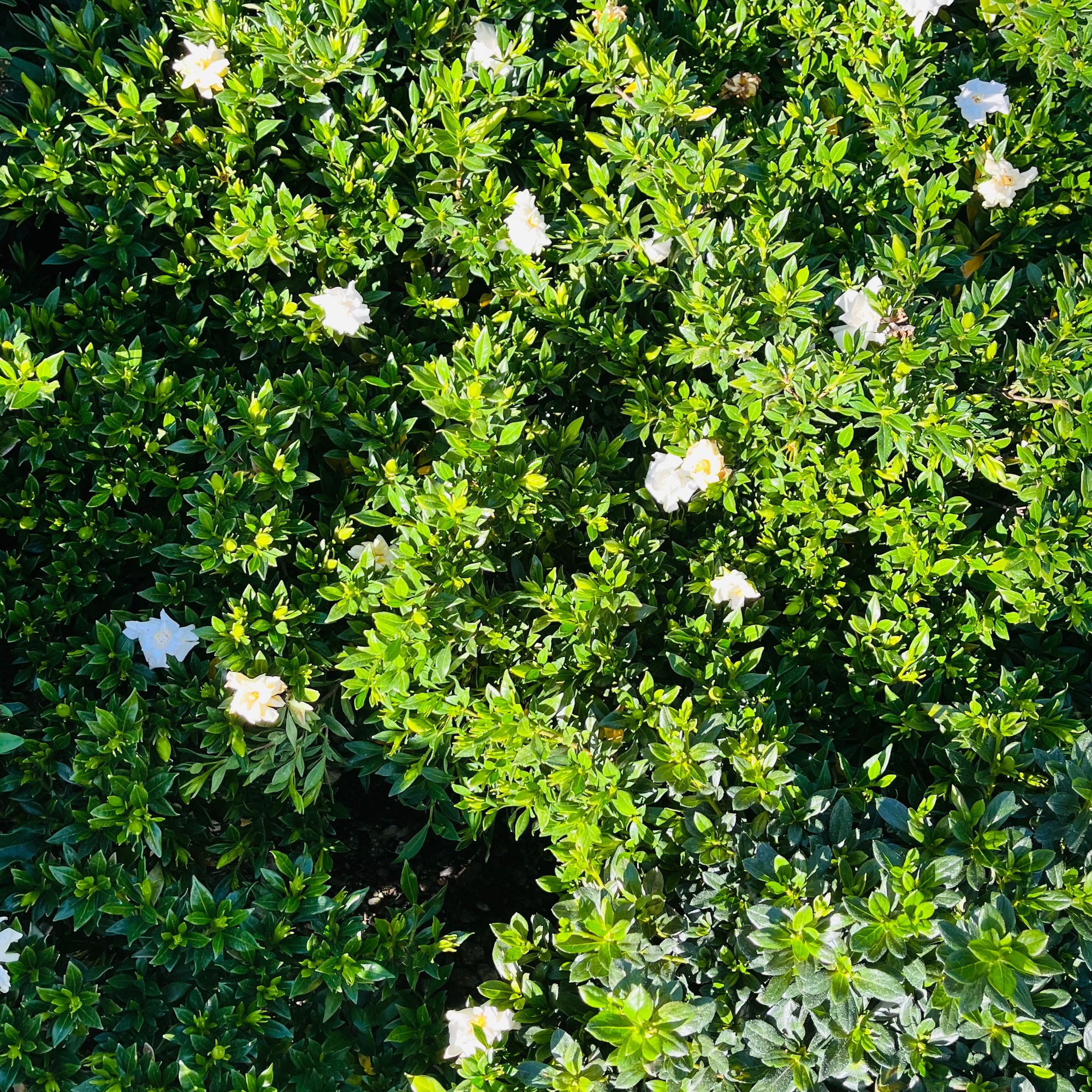 Traling  Gardenia