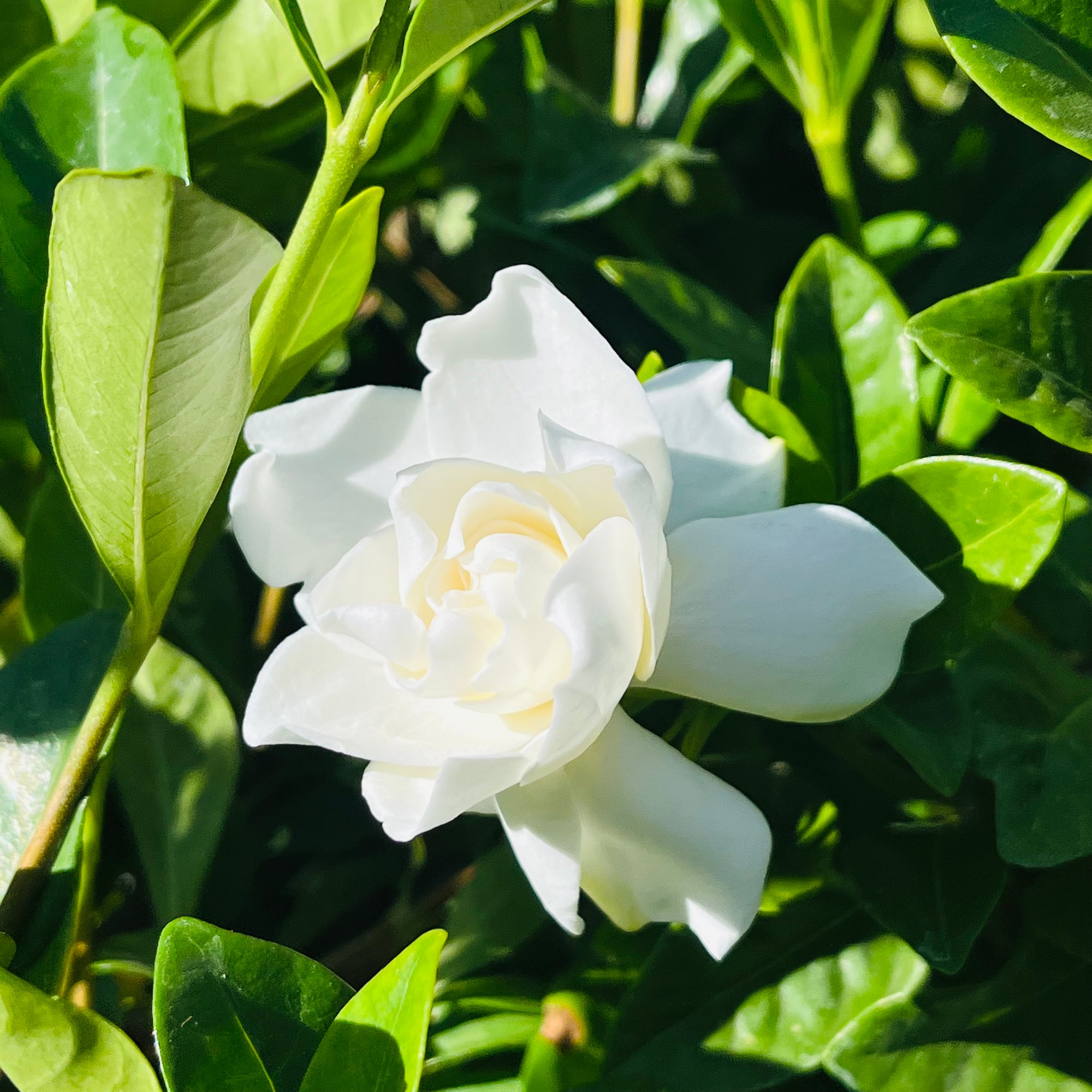 Veitchii Gardenia