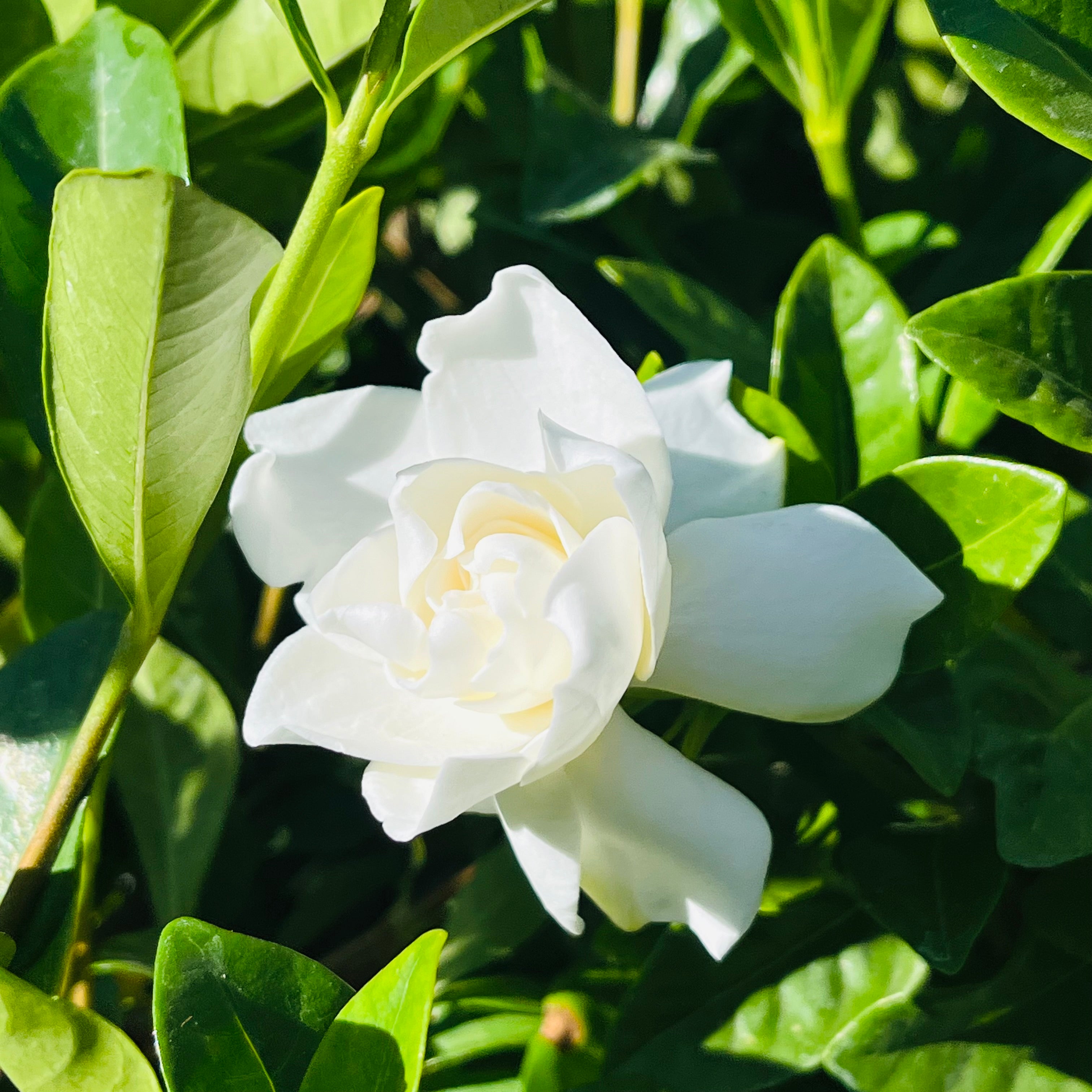 Veitchii Gardenia