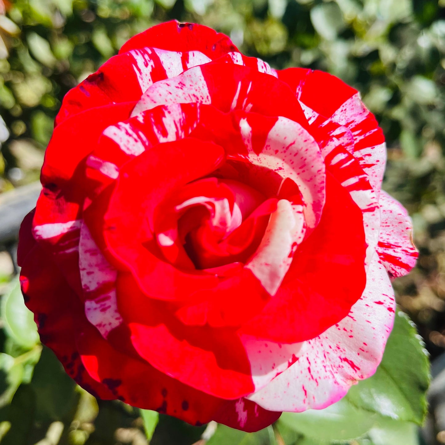 Floribunda Rose-Rock Rose