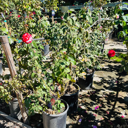 Floribunda Rose-Rock Rose