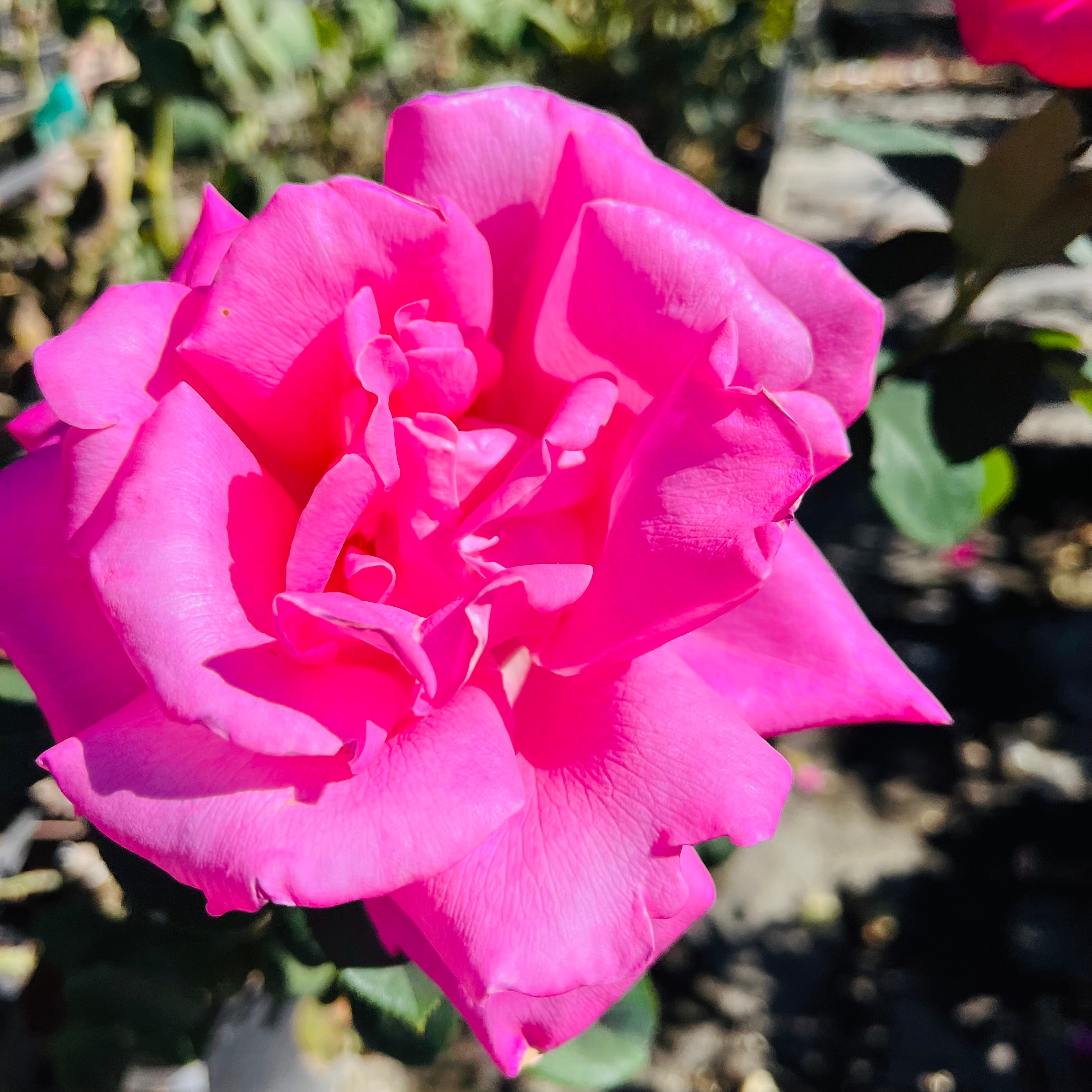 Perfume Delight Rose