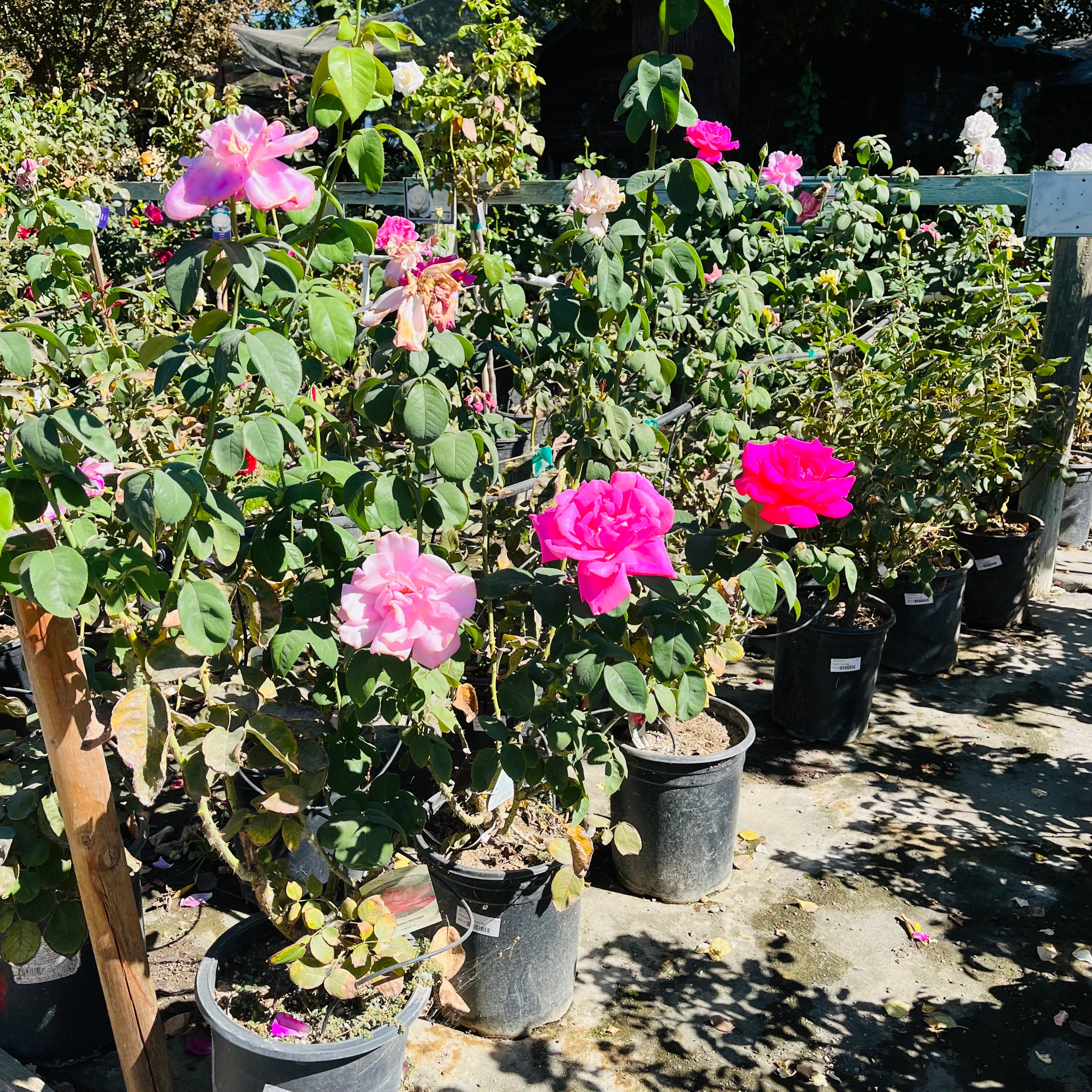 Perfume Delight Rose