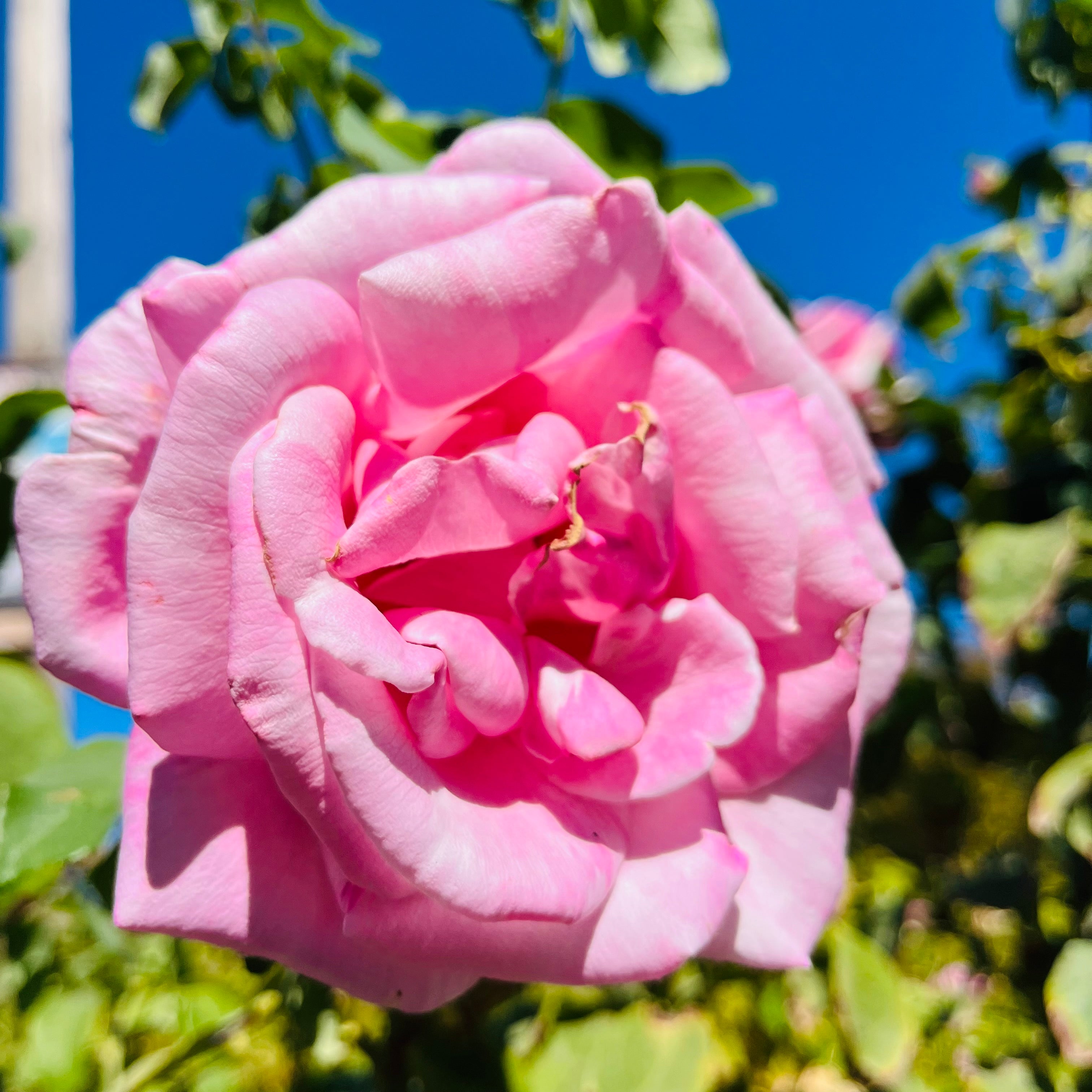 Memorial Day™ Rose