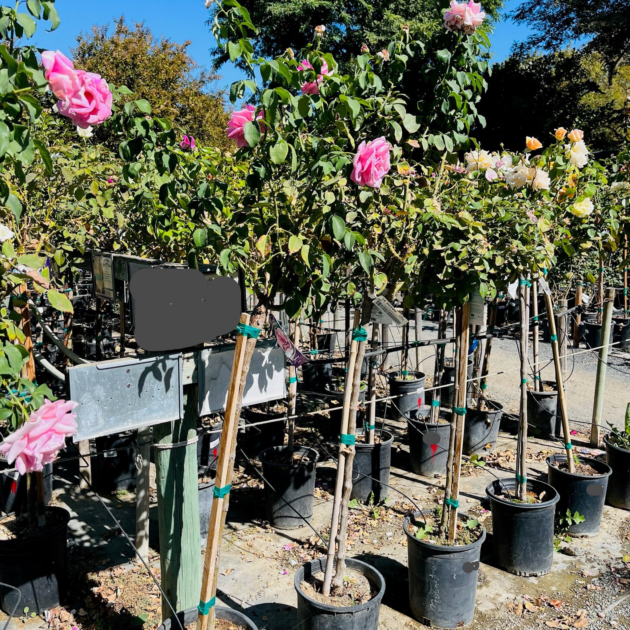 Love Song Rose