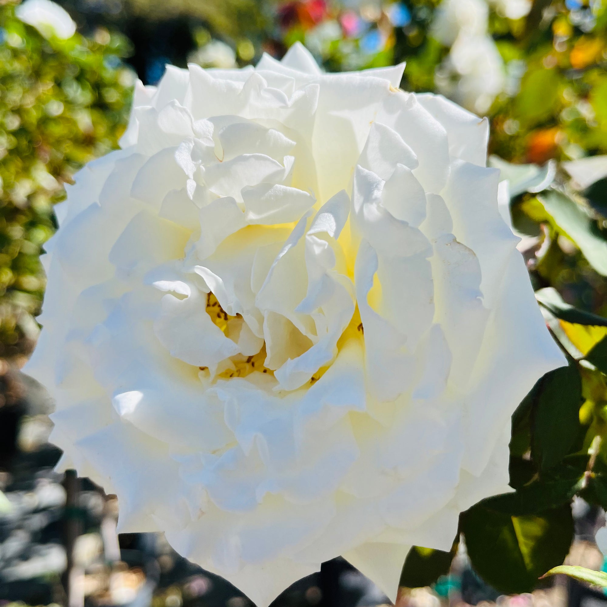 Pope John Paul II Rose