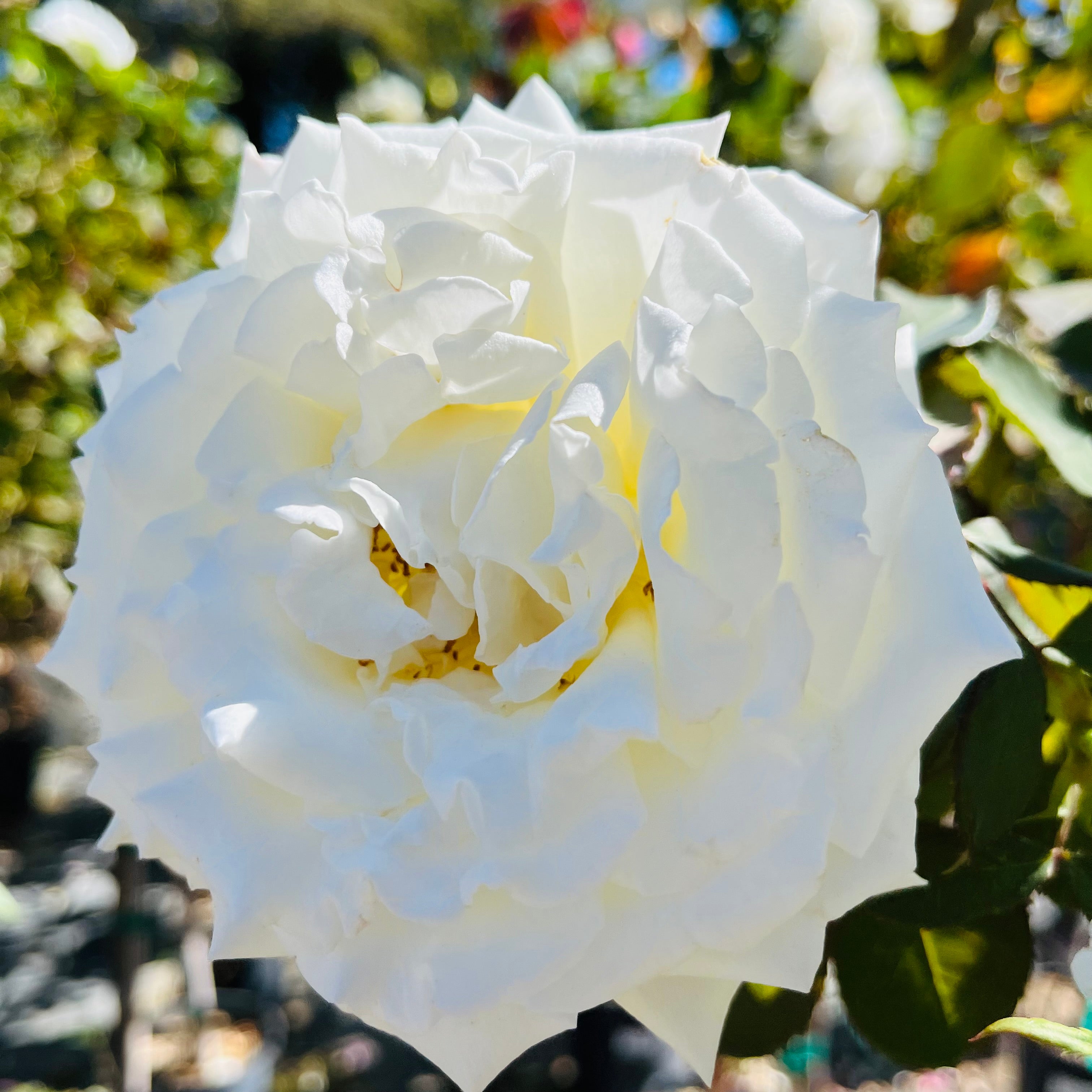 Pope John Paul II Rose