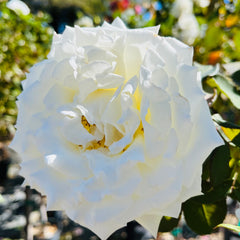 教皇约翰·保罗二世的玫瑰花月季高杆