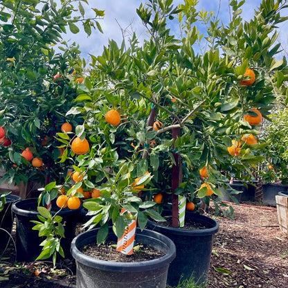 Citrus Trees - Satsuma Mandarin