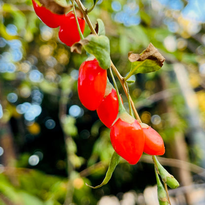 Wolfberry Tree-Ningxia Wolfberry