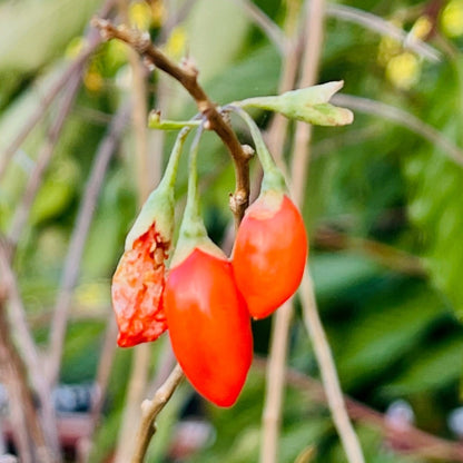 Wolfberry Tree-Ningxia Wolfberry