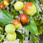Suger Cane Jujube