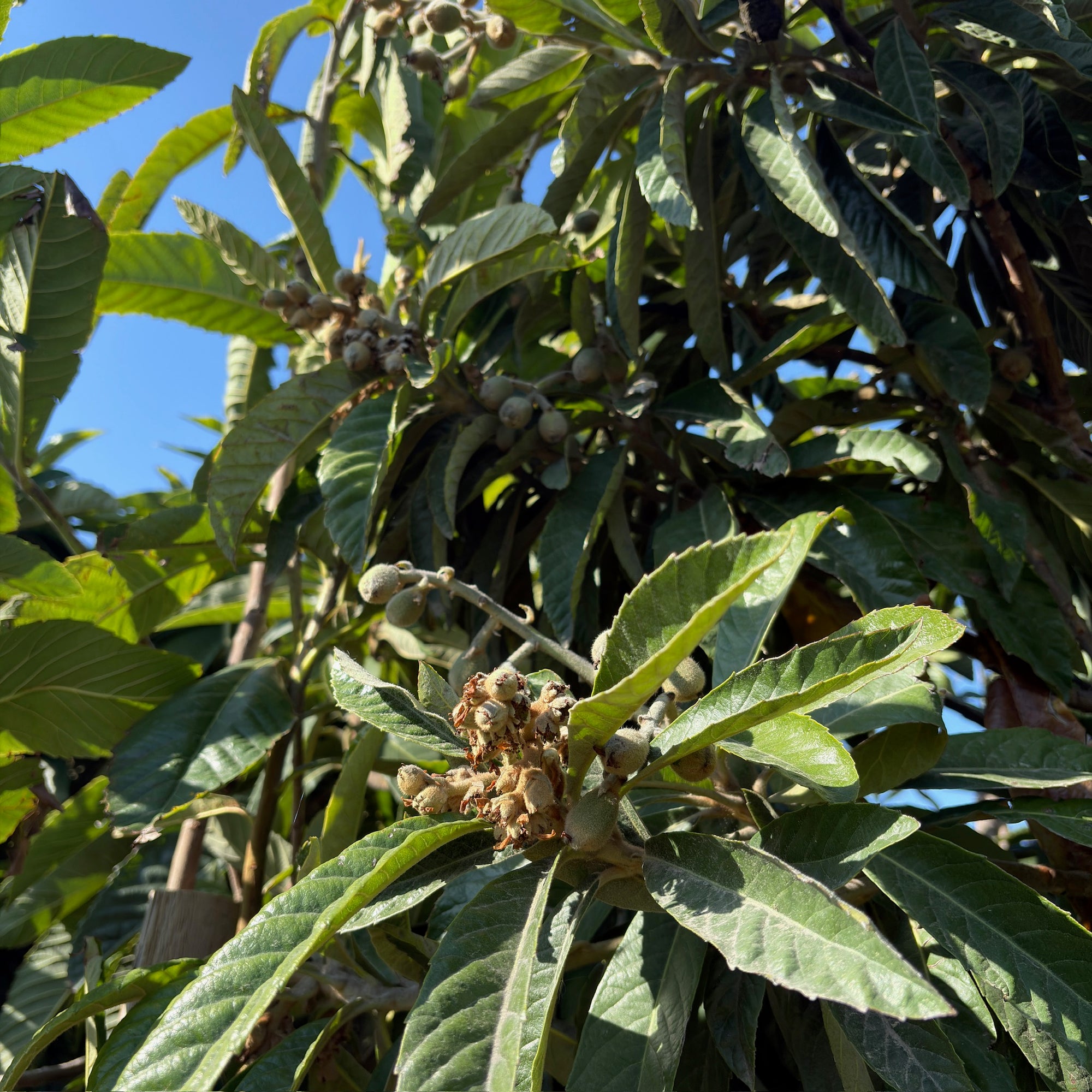 Gold Nugget Loquat /Chamgange Gold Nugget