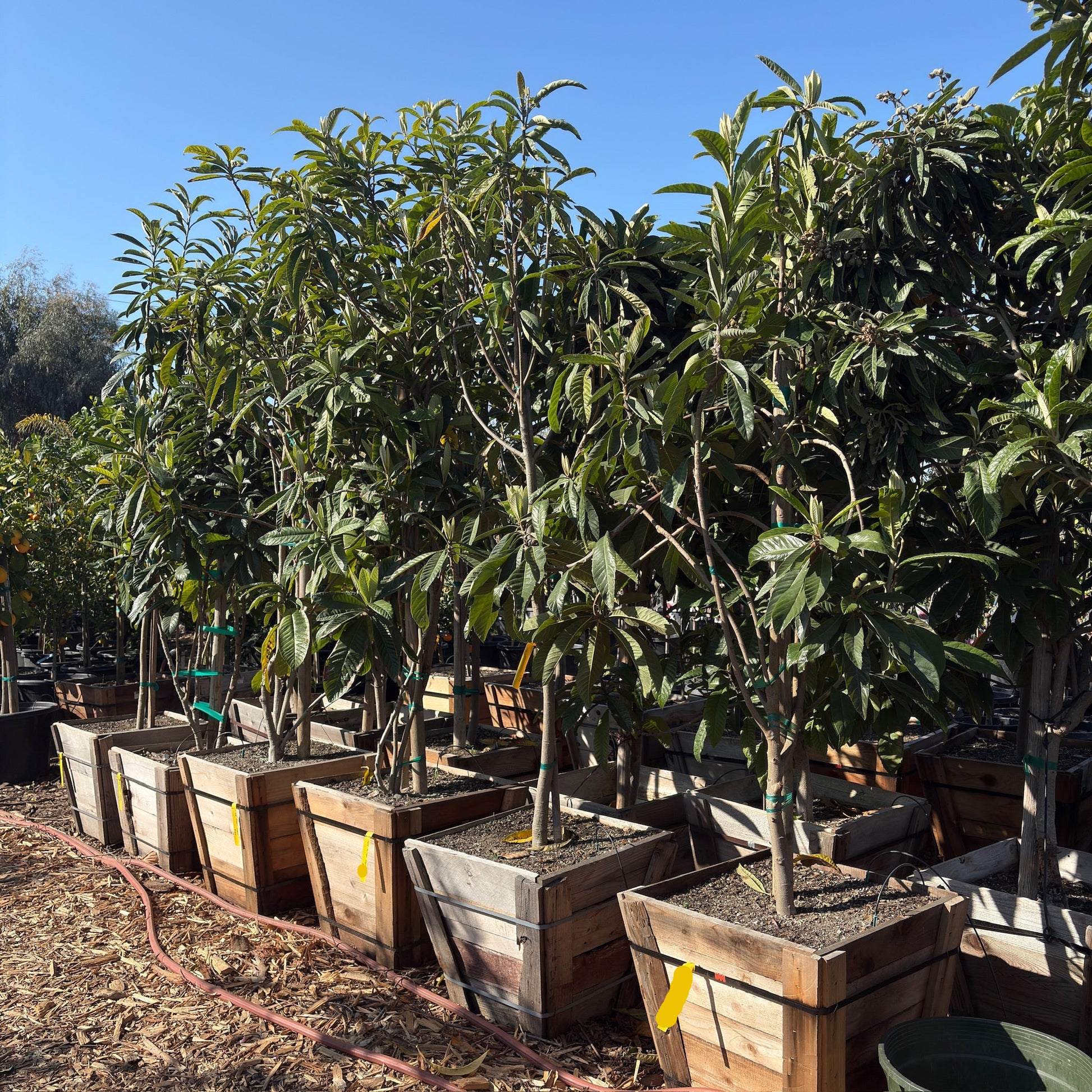 Gold Nugget Loquat /Chamgange Gold Nugget
