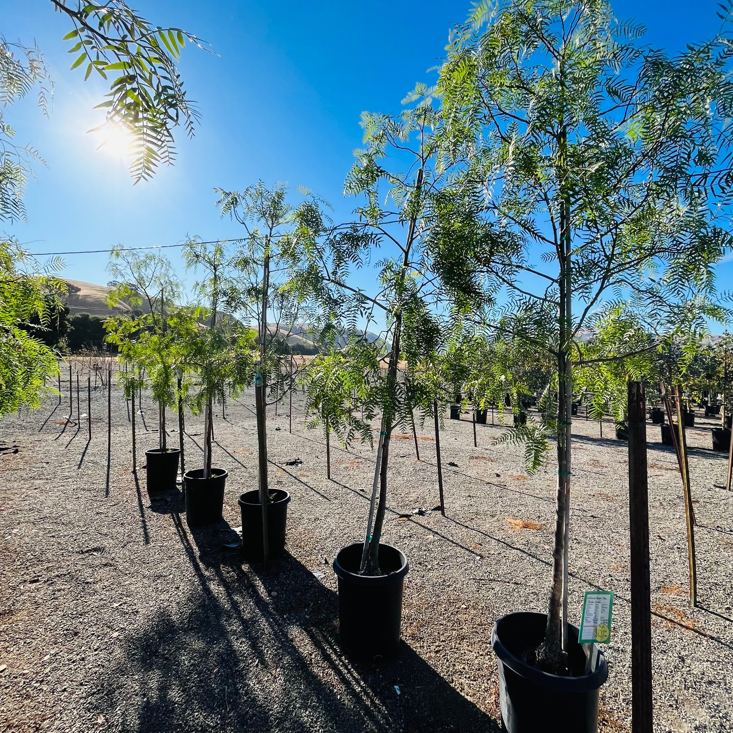 Rhus - California Pepper Tree