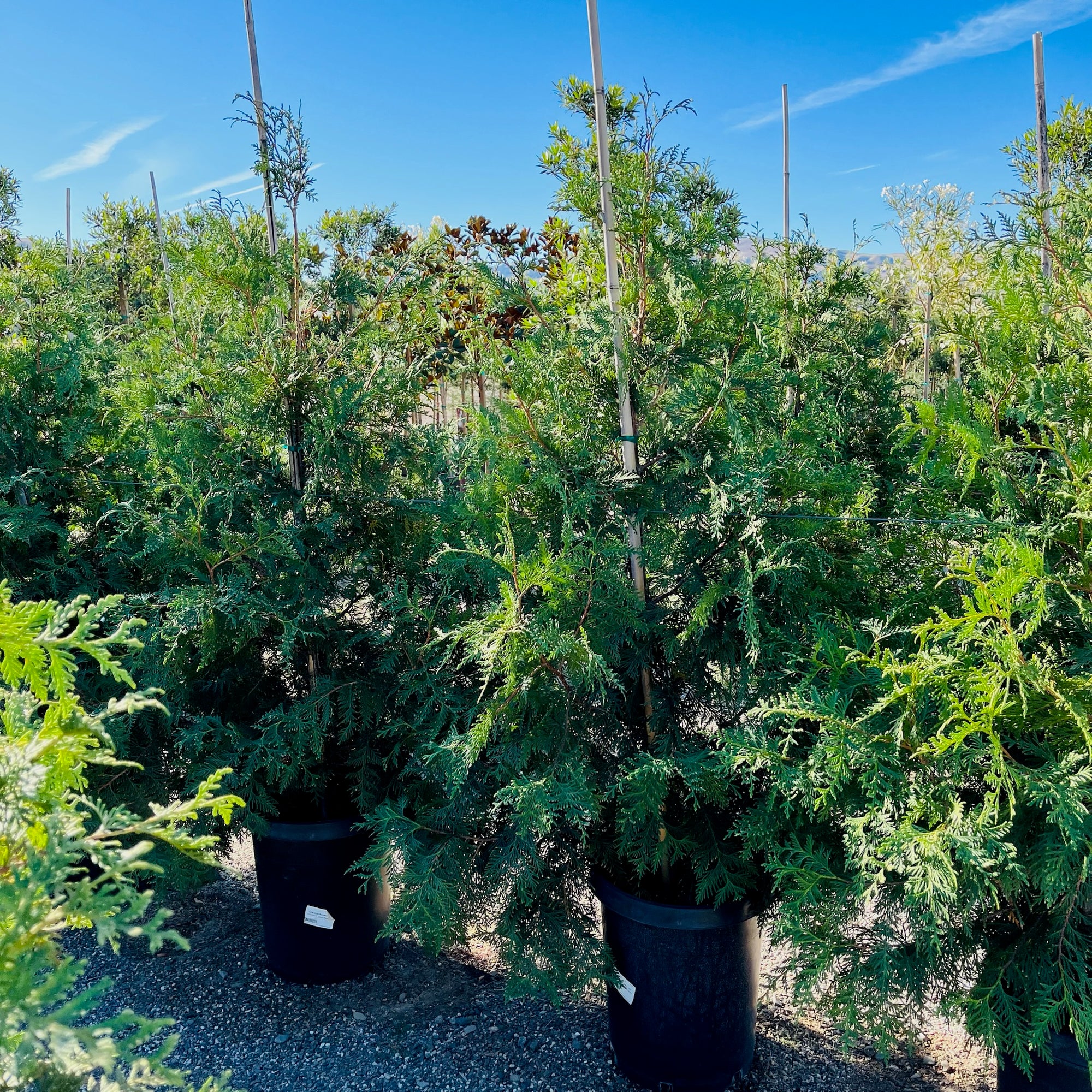 Thuja Green Giant