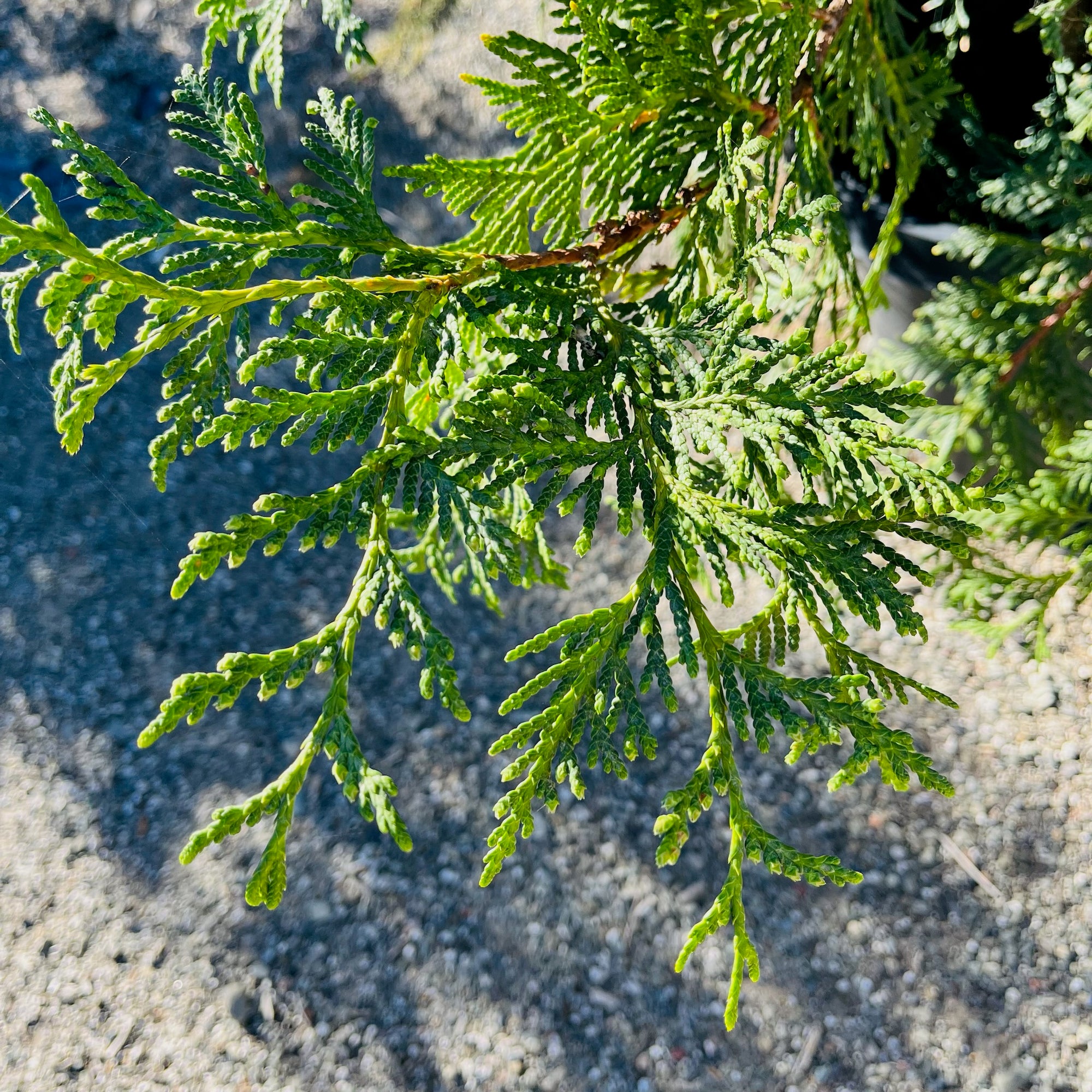 Thuja Green Giant