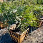 Pindo Palm