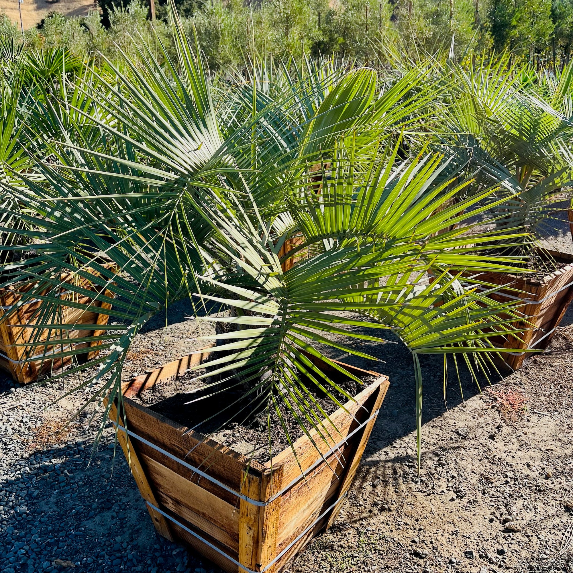 Pindo Palm