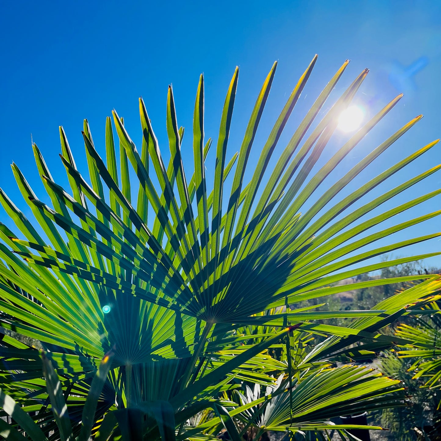 Palm Tree - Windmill Palm