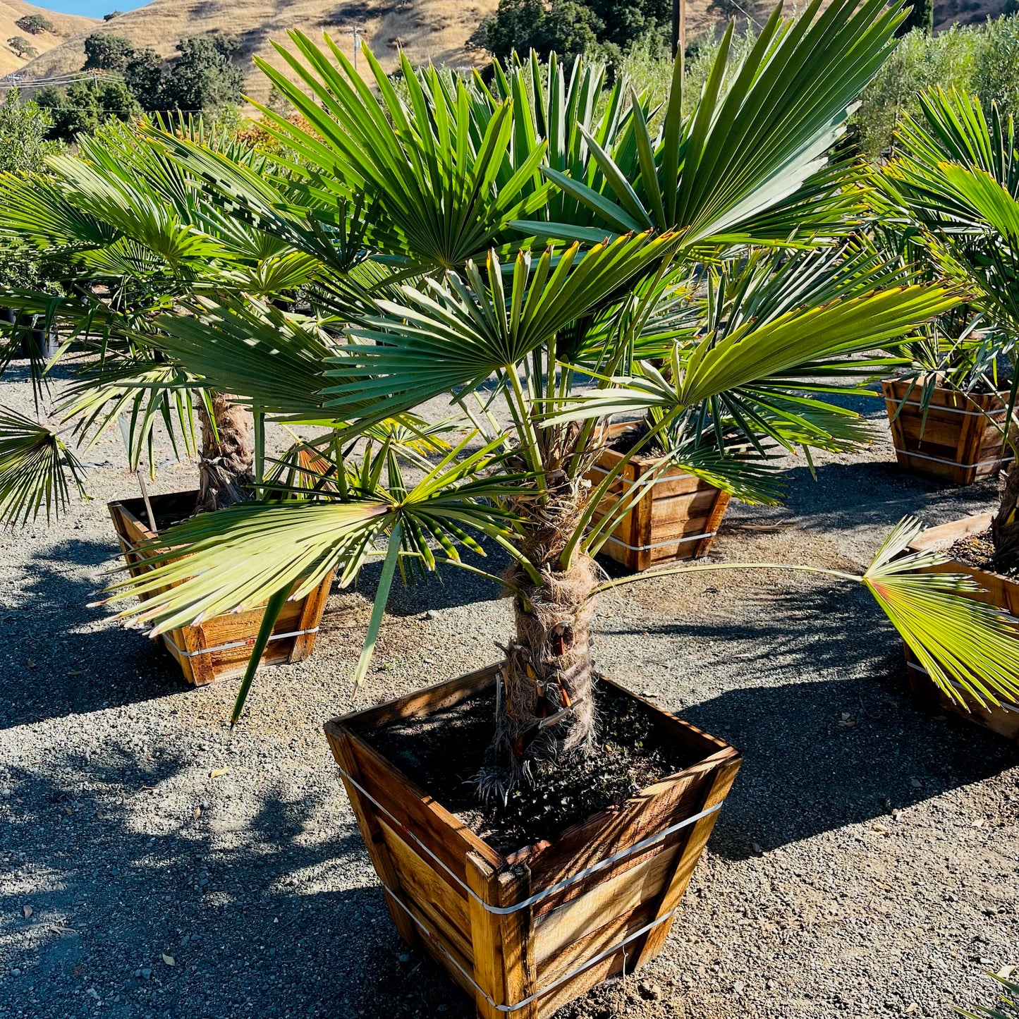 Palm Tree - Windmill Palm