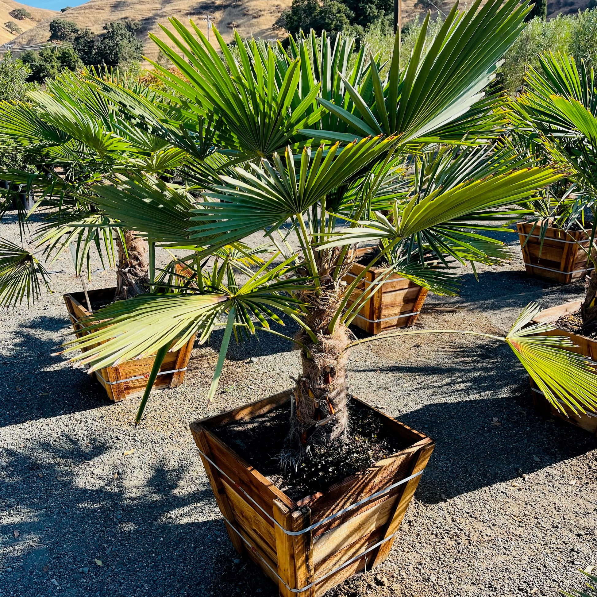 WindmillI Palm