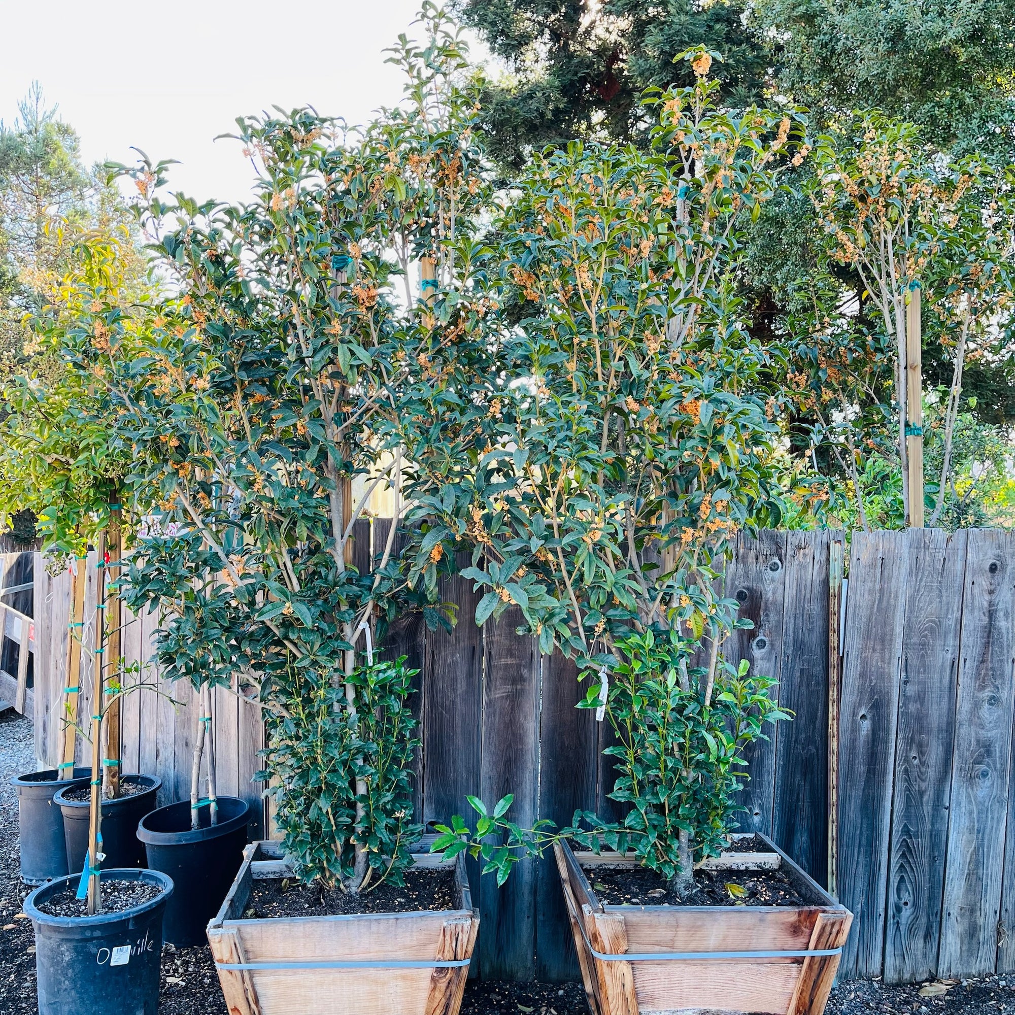Orange Sweet Olive