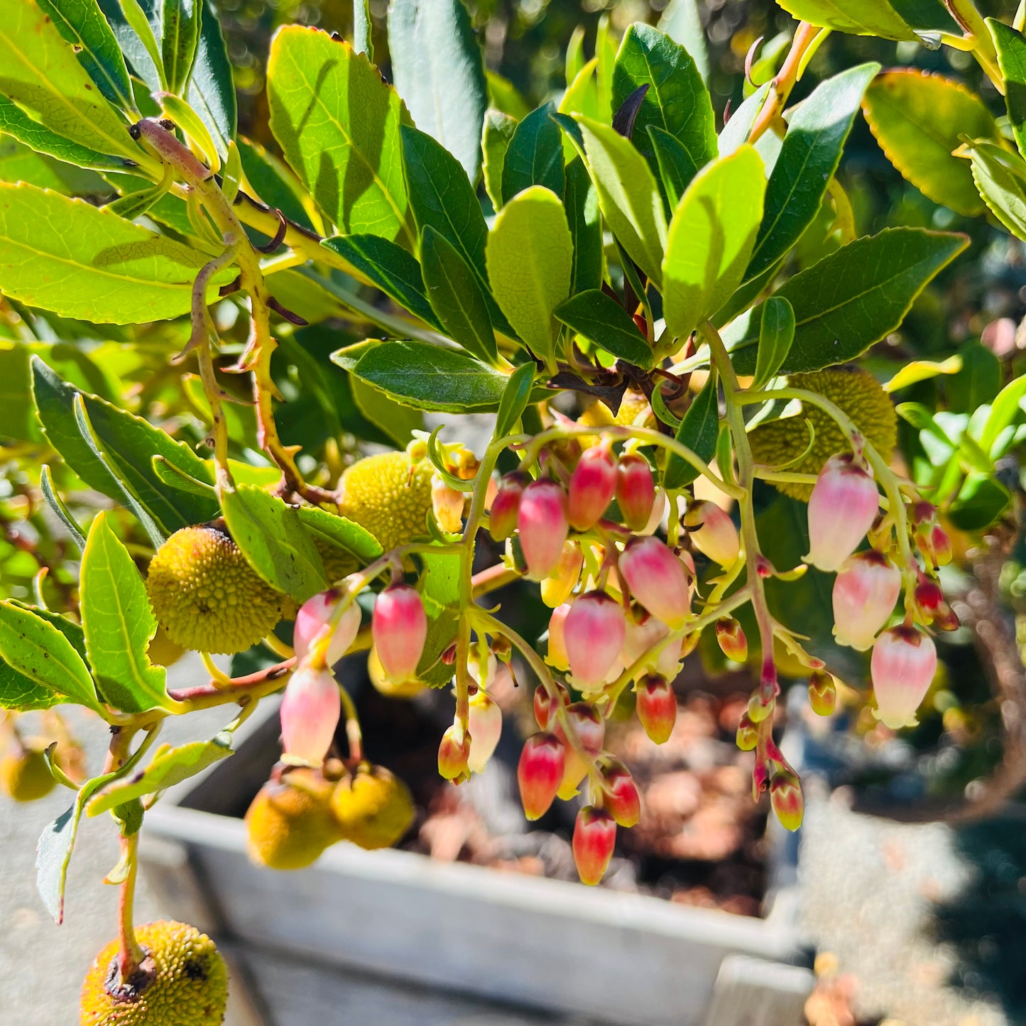 Strawberry Tree