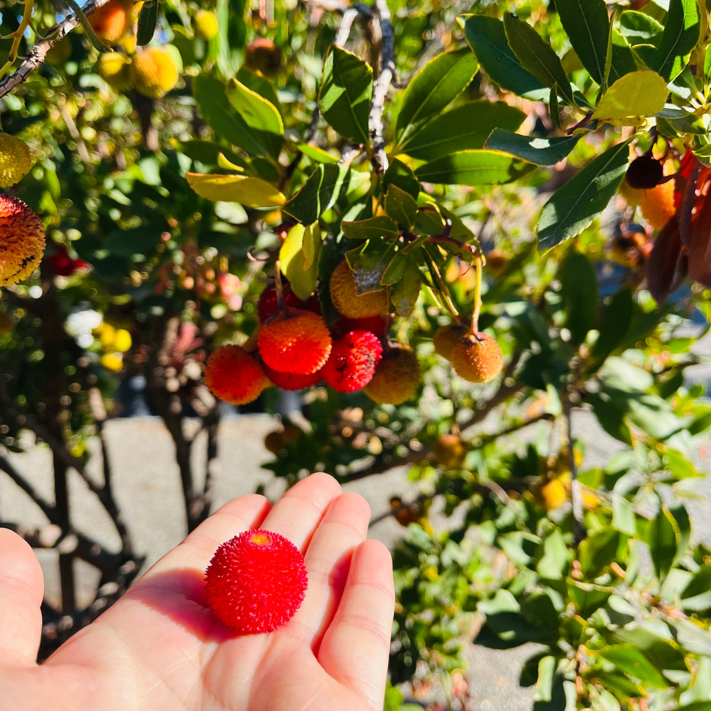 Strawberry Tree